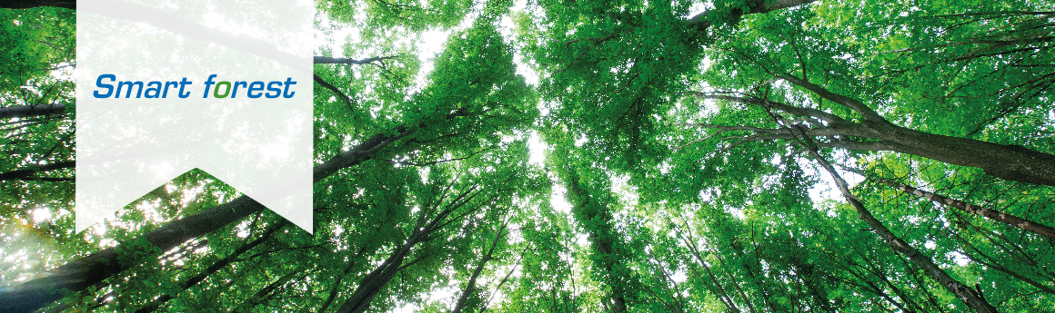 MOLECOR Forest. Contribución al Cuidado del Planeta a través de la Reforestación
