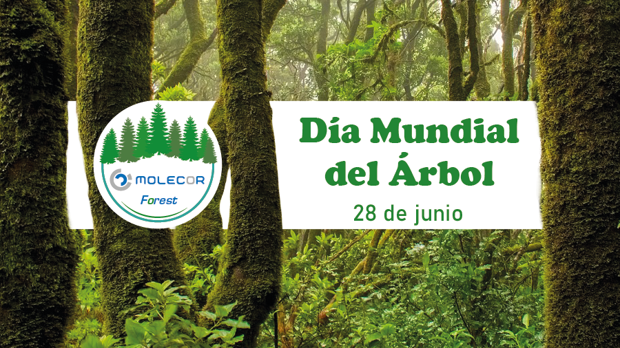 Día mundial del árbol